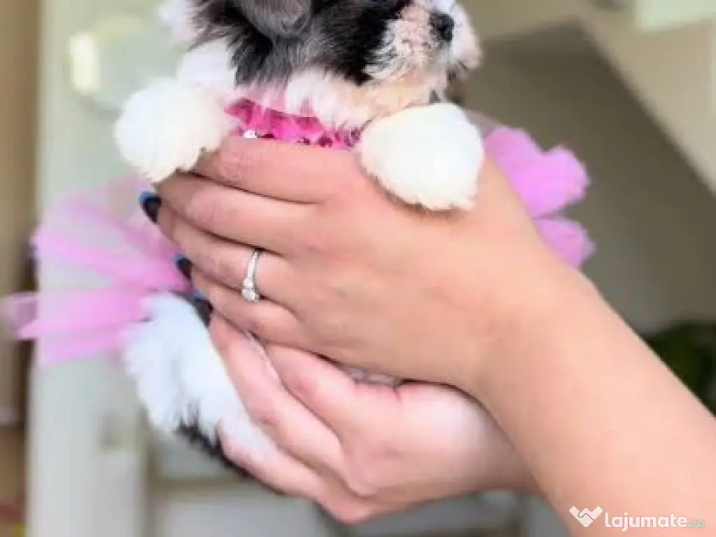 Shitzu mini teeacup toy~talie mica de buzunar 