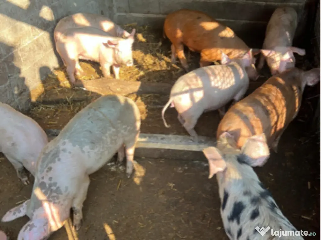 Porci 75-80kg greutate 600Lei bucata 0759 191 494