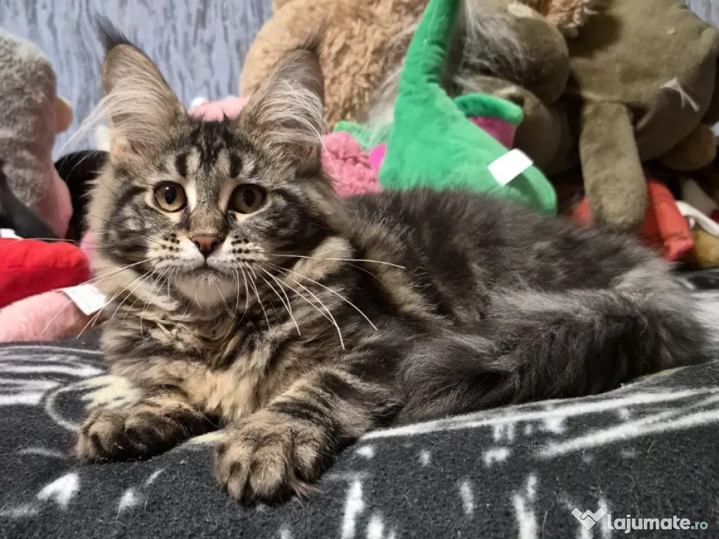 Maine coon băieței și fetițe 