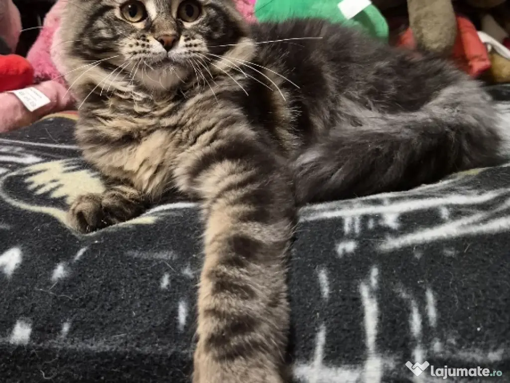 Maine coon băieței și fetițe 