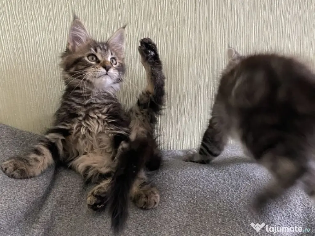 Maine coon pui superbi