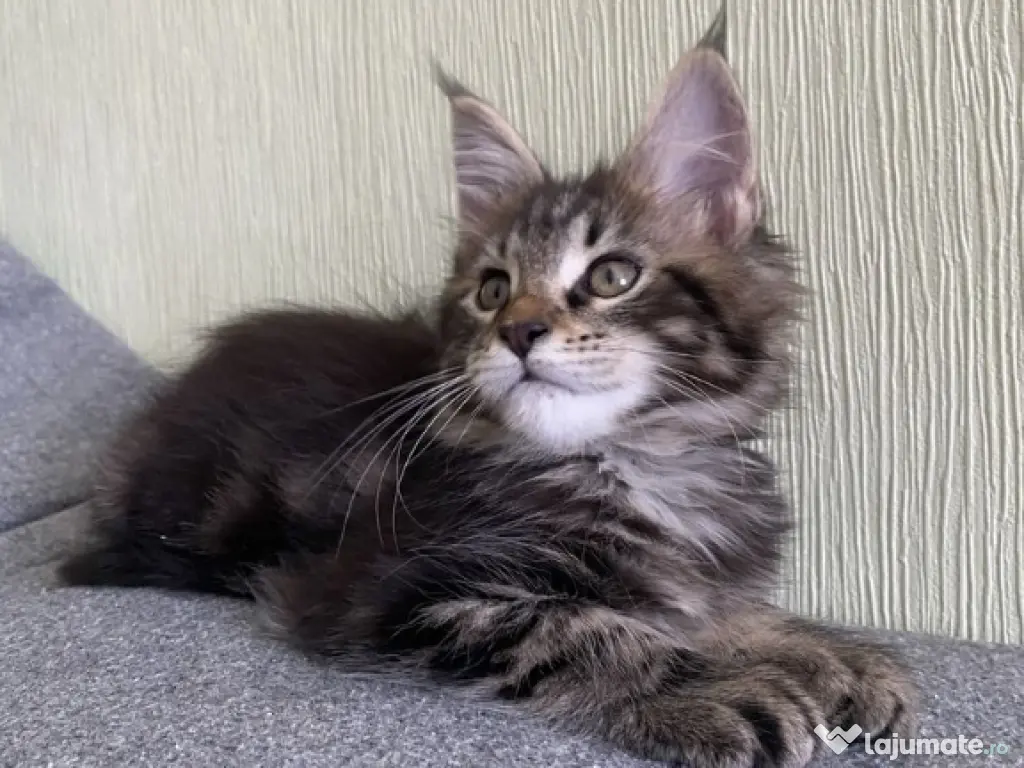 Maine coon pui superbi