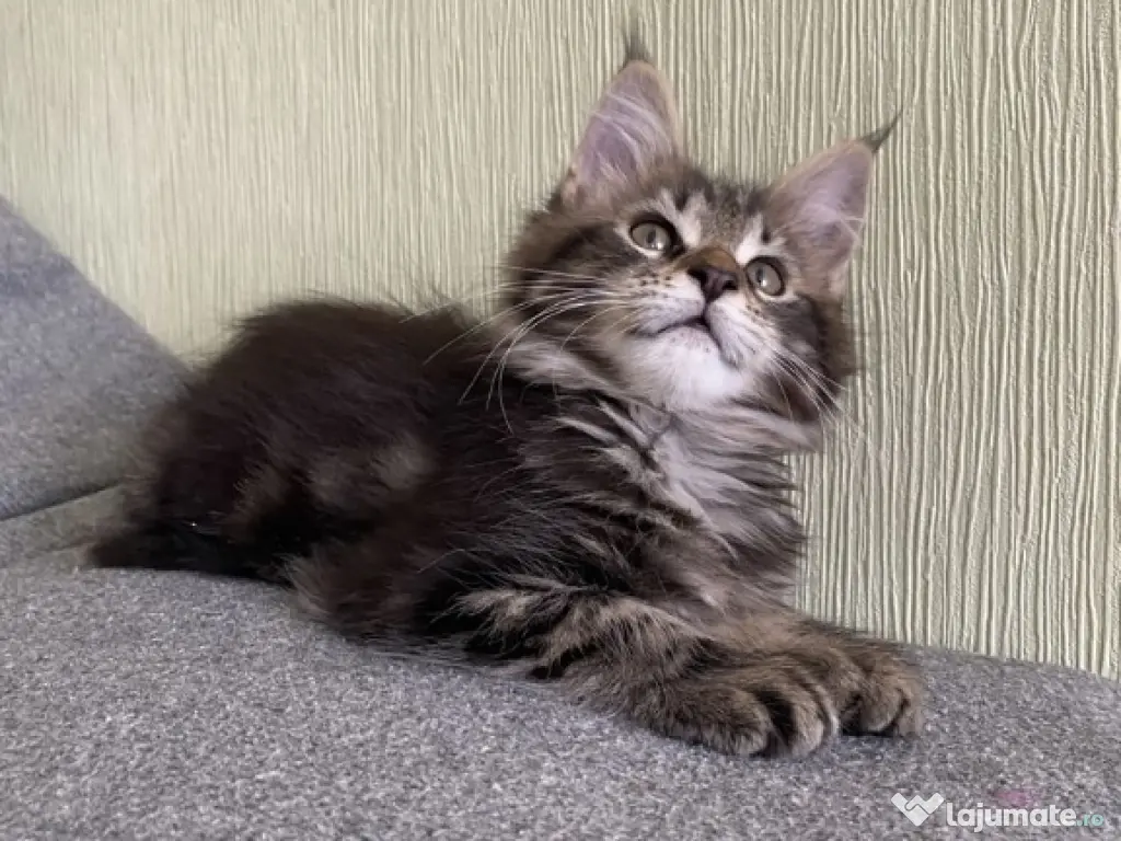 Maine coon pui superbi