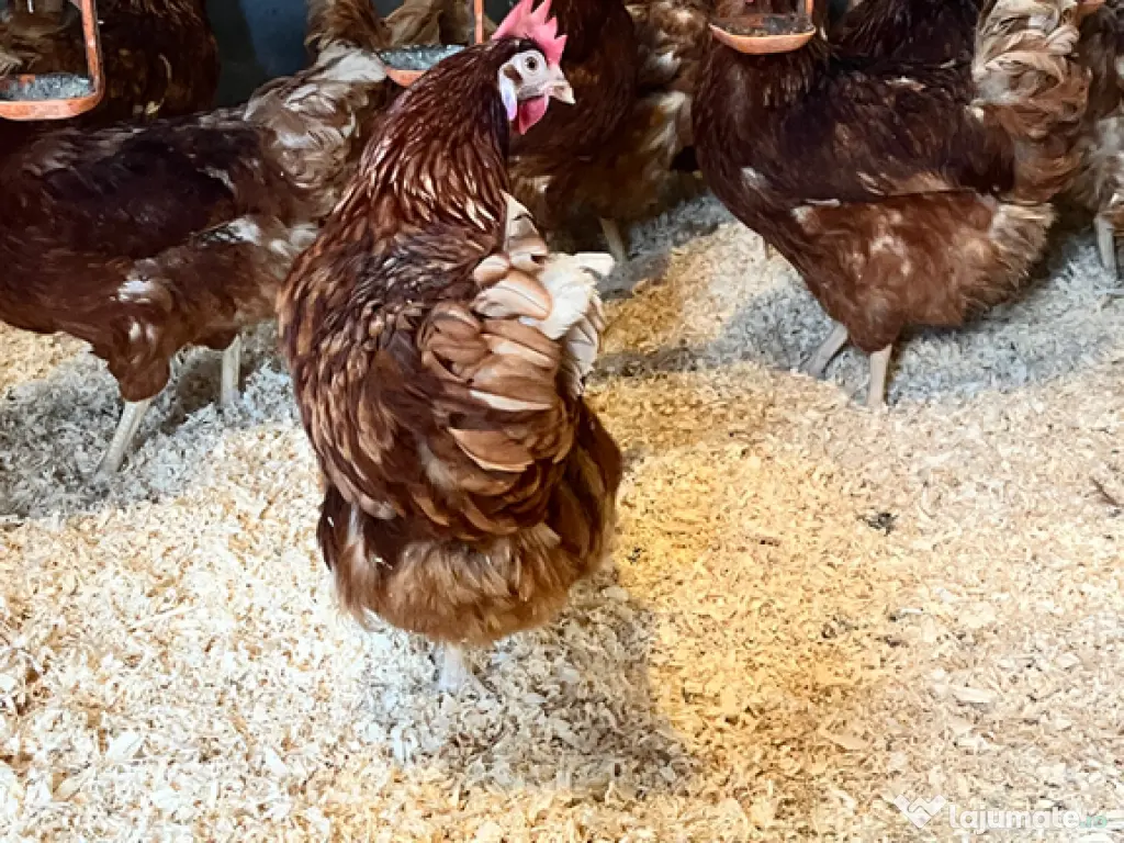 Găini roșii outoare