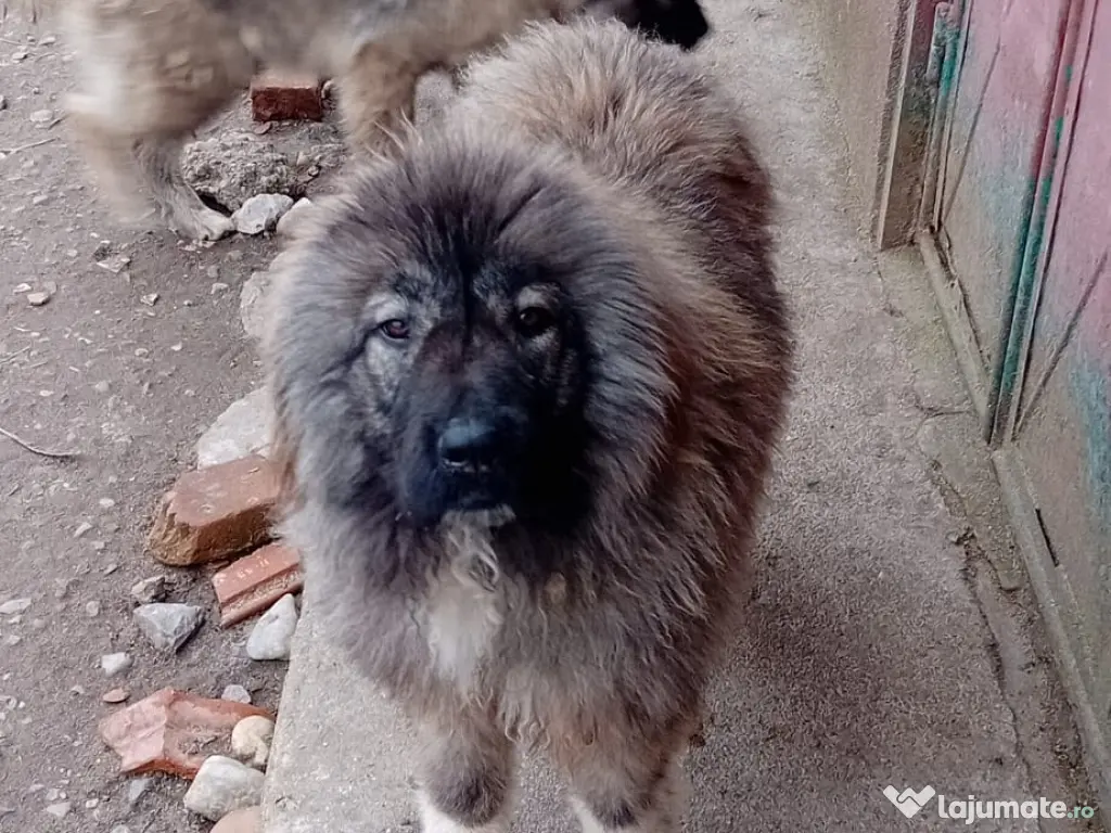 Femela Ciobanesc caucazian