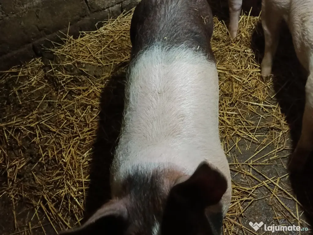 Purcei pentru îngrășat,rasa carne