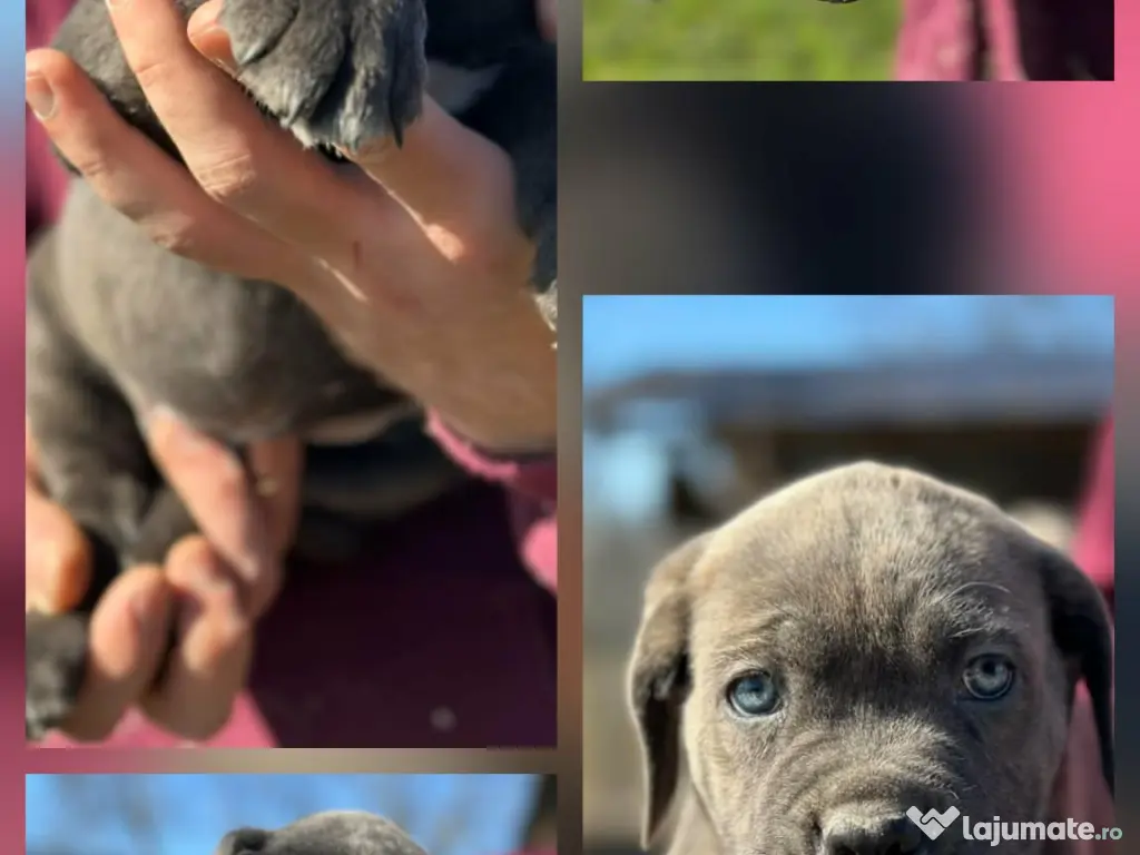 Pui Cane Corso – 8 săptămâni 