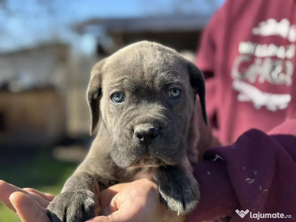 Pui Cane Corso – 8 săptămâni 