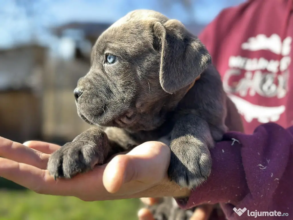Pui Cane Corso – 8 săptămâni 