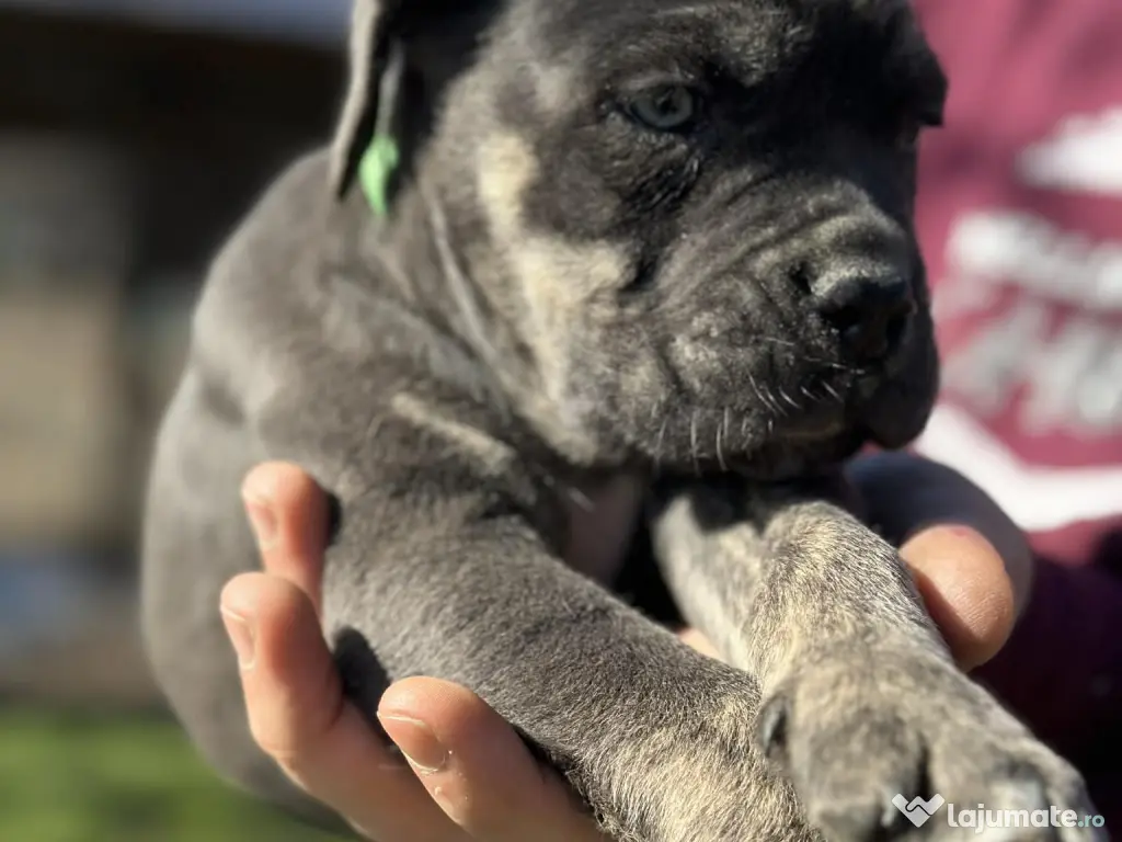 Pui Cane Corso – 8 săptămâni 