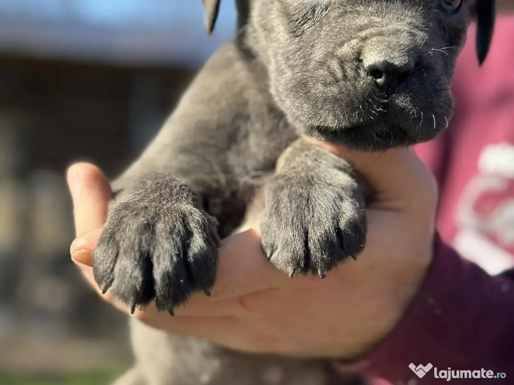 Pui Cane Corso – 8 săptămâni 