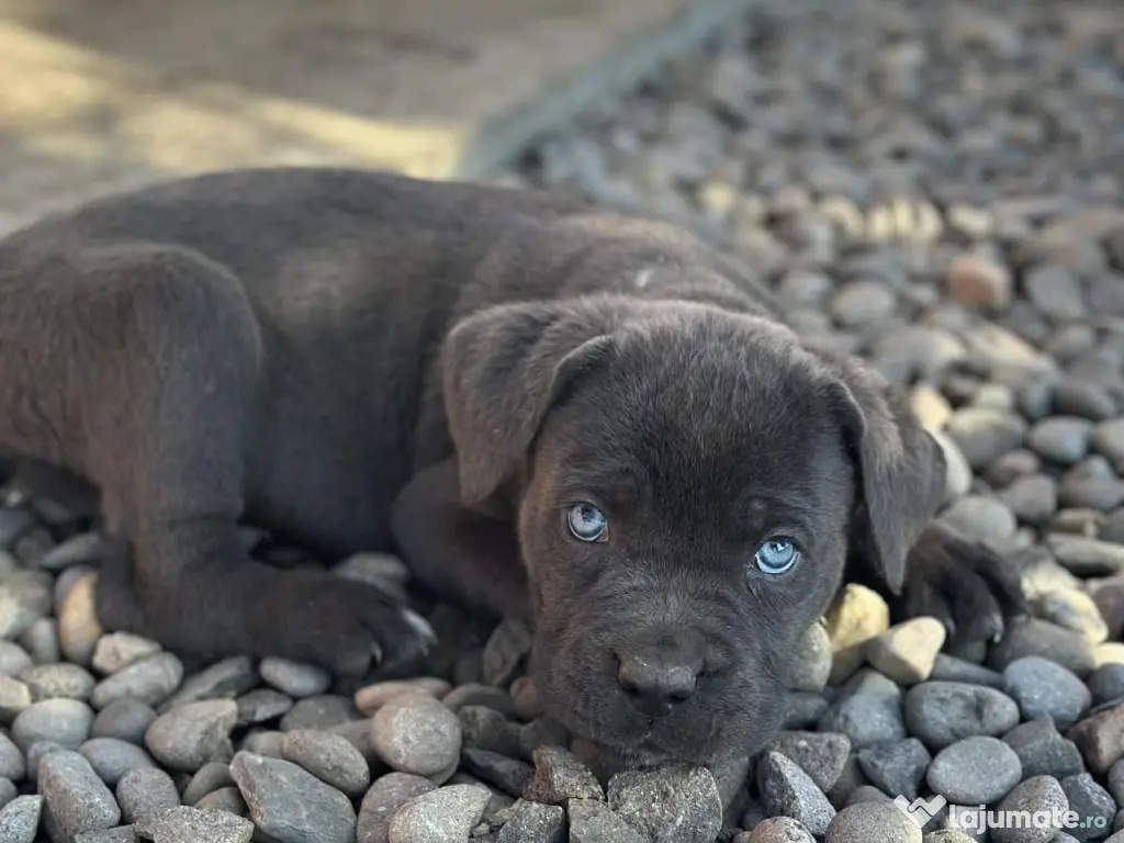 Pui Cane Corso – 8 săptămâni 
