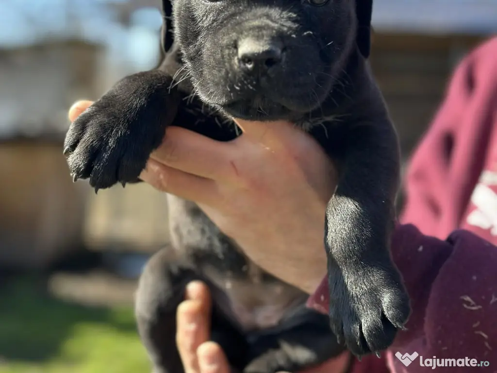 Pui Cane Corso – 8 săptămâni 
