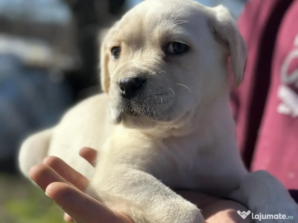 Pui Cane Corso – 8 săptămâni 