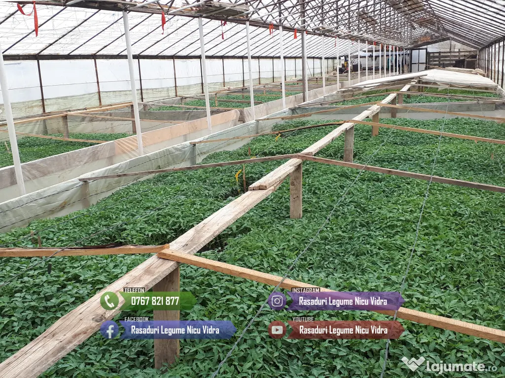 Vand Rasad Rosii Ardei Vinete Castraveti Varza | Rasaduri Legume 2026 