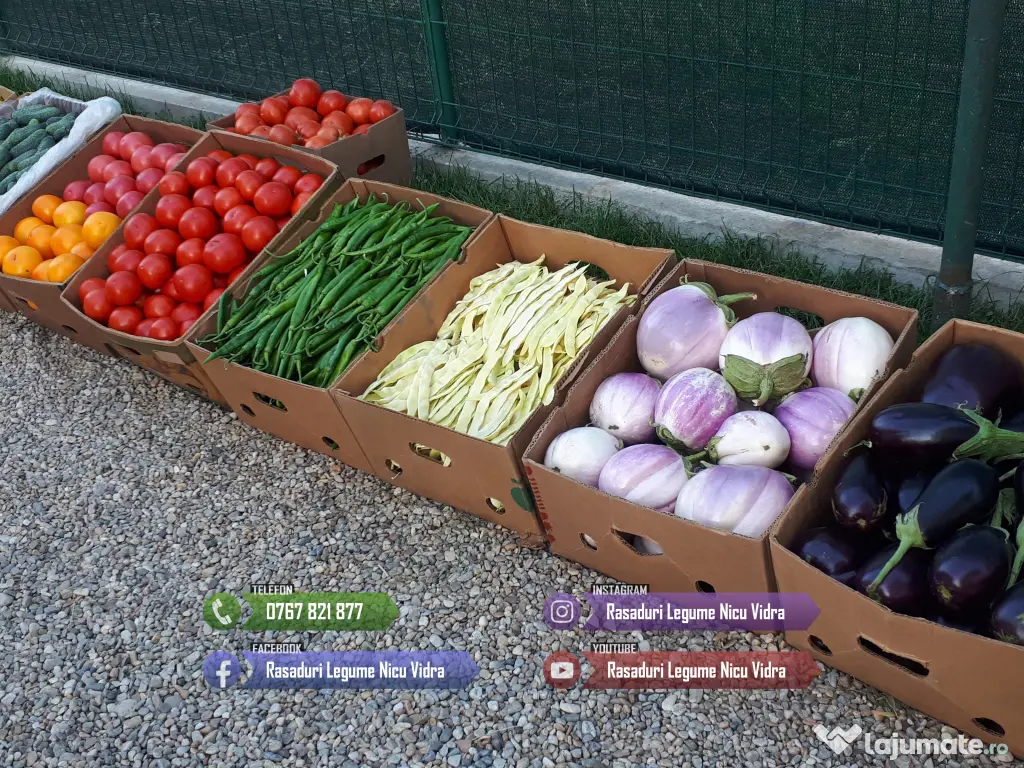 Vand Rasad Rosii Ardei Vinete Castraveti Varza | Rasaduri Legume 2026 