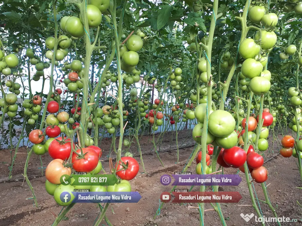 Vand Rasad Rosii Ardei Vinete Castraveti Varza | Rasaduri Legume 2026 