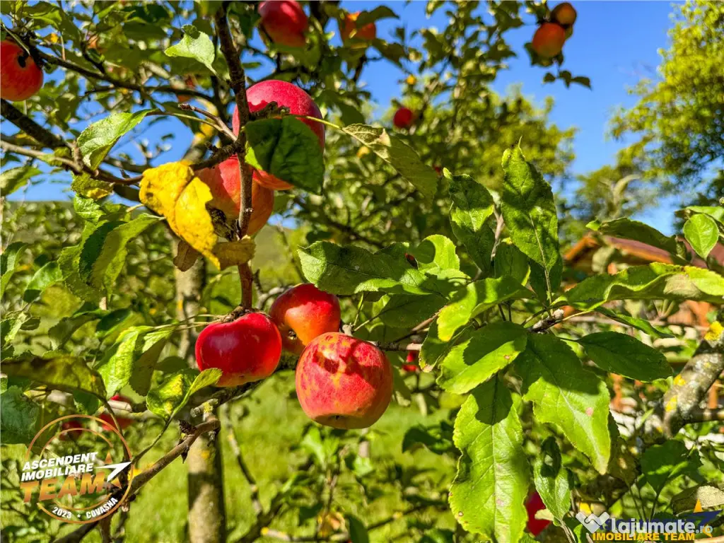 FILM! 3.000 mp teren intravilan cu proprietate traditionala 