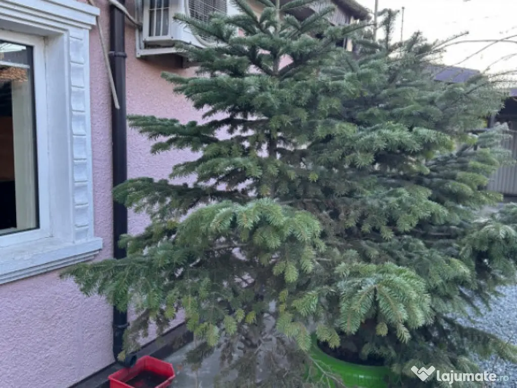 Casă 3 camere de vânzare zona Palas – 92 mp utili, teren 