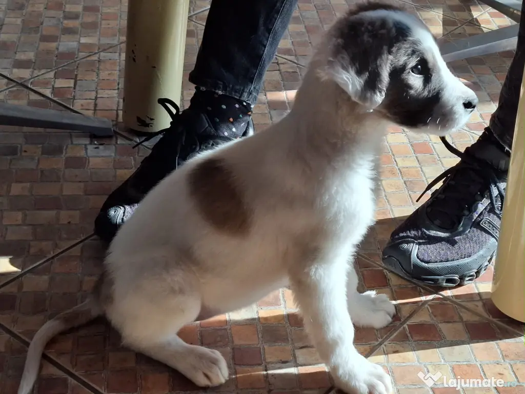 Donez catelusa talie medie, 3 luni 