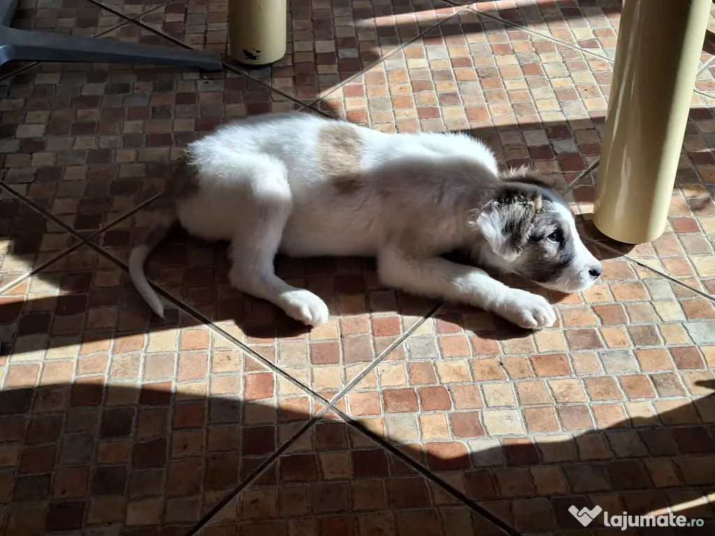 Donez catelusa talie medie, 3 luni 