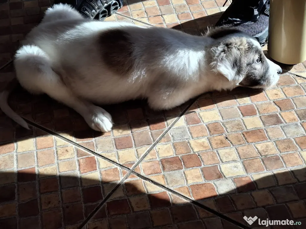 Donez catelusa talie medie, 3 luni 