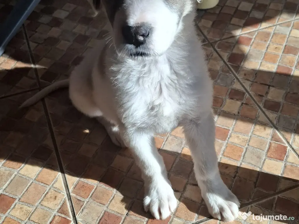 Donez catelusa talie medie, 3 luni 