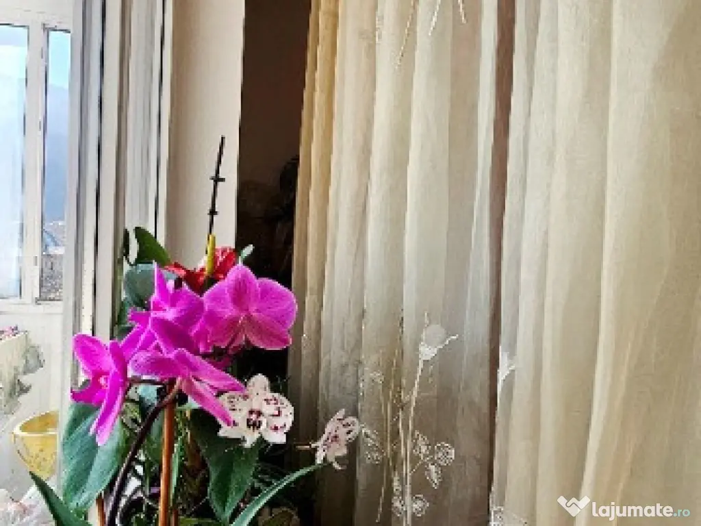 Apartament 2 camere decomandate Precista, zona Kaufland-Costa Rica 