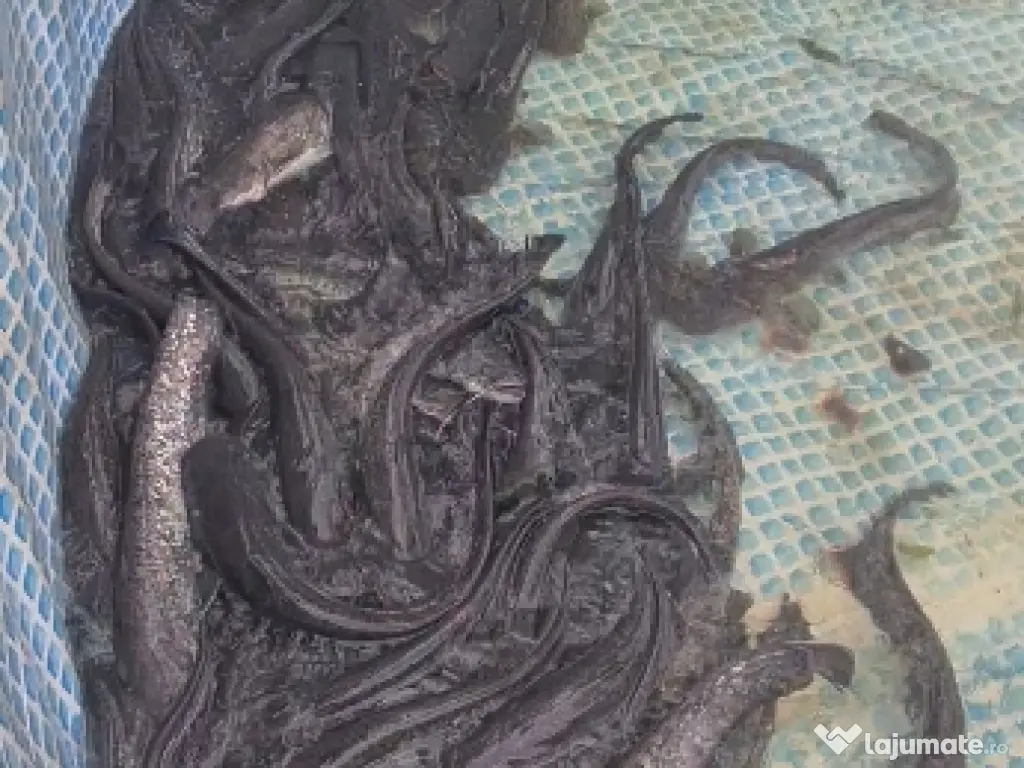 Somn pentru populare 