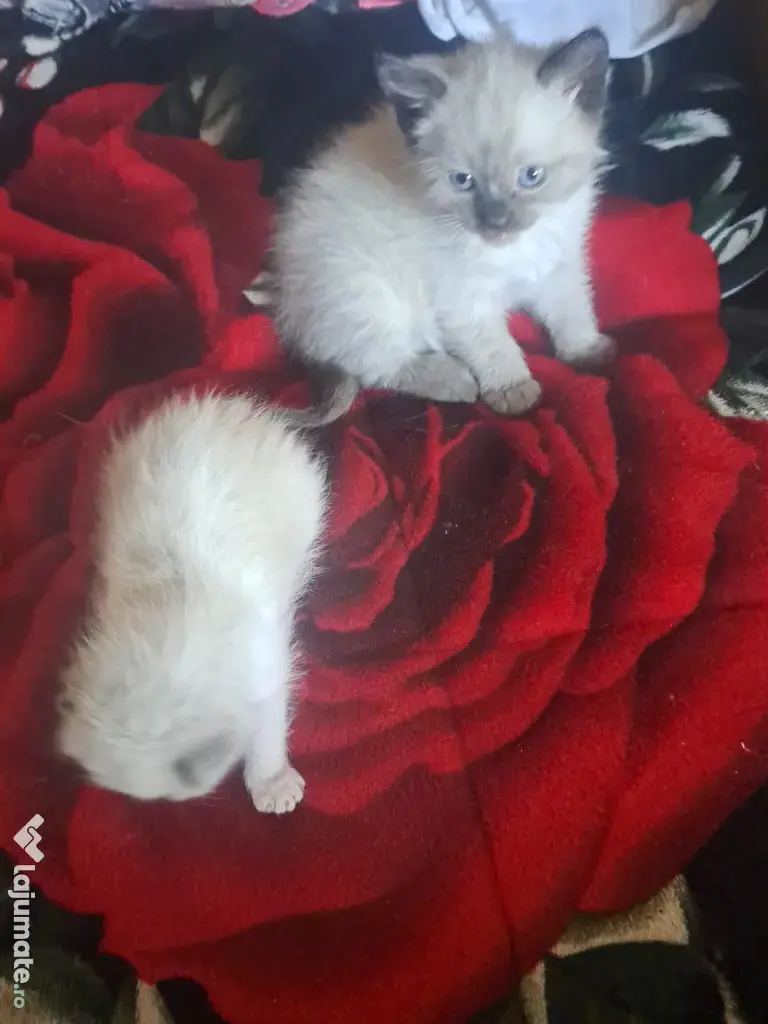 Pisici siameze  rasa pura 