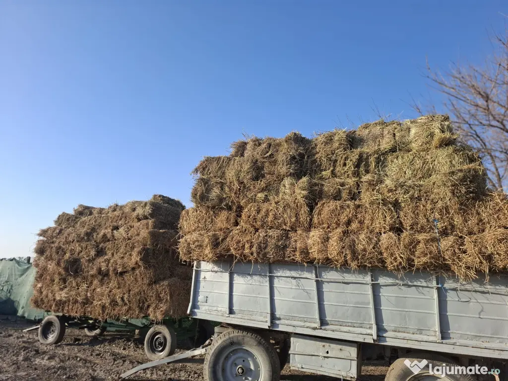 Baloti lucerna, coasa 3