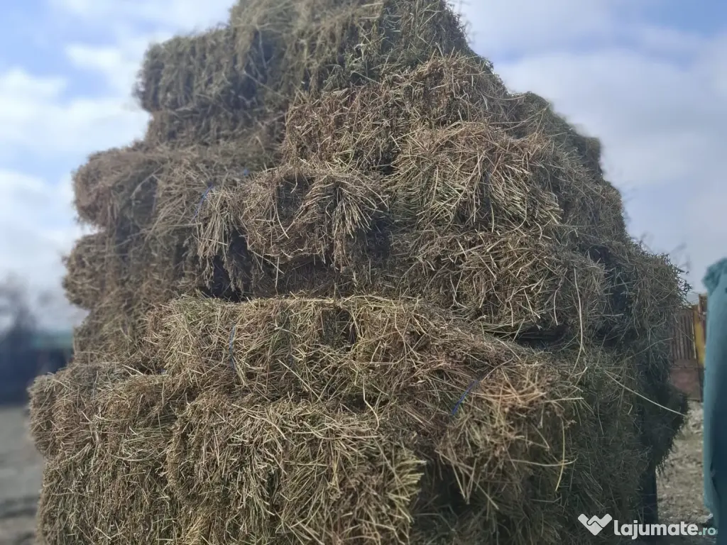 Baloti lucerna, coasa 3