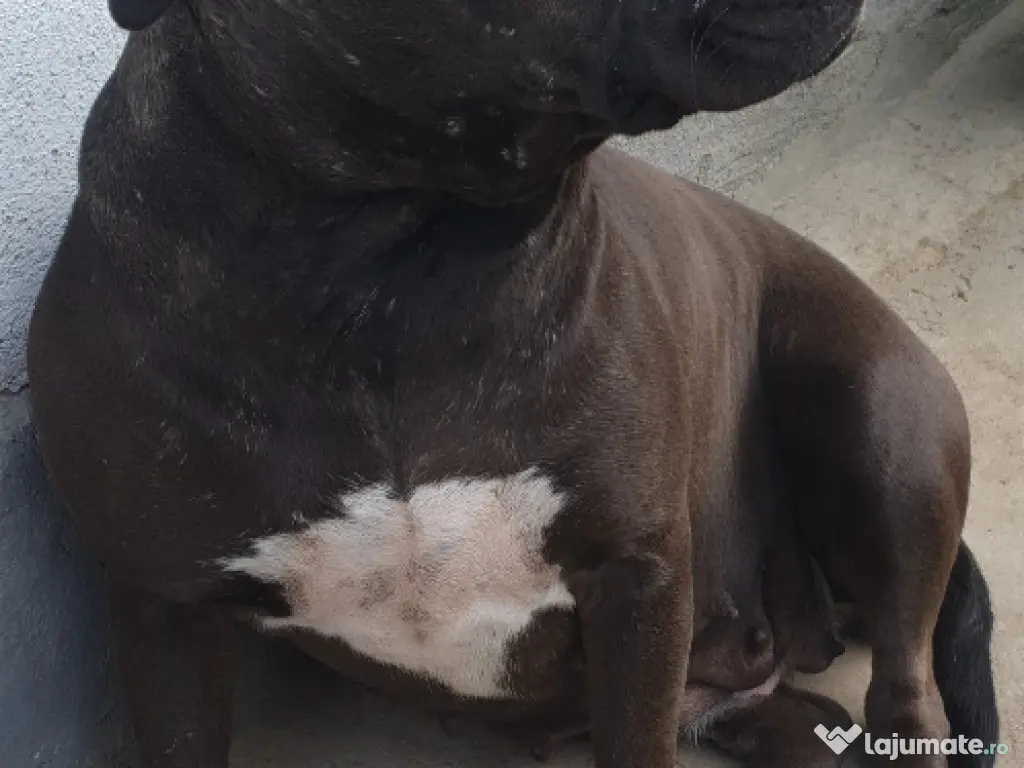 American Stafordshire