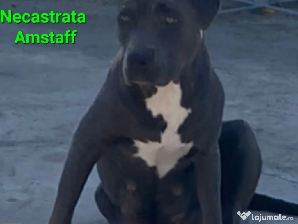 American Stafordshire