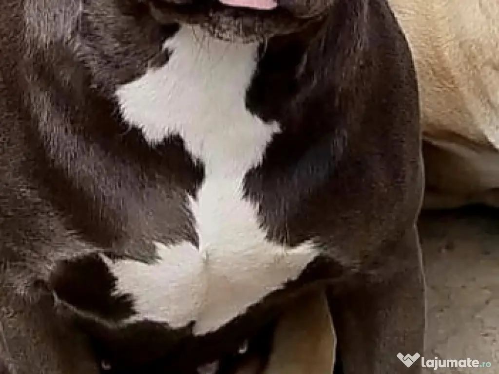 American Stafordshire