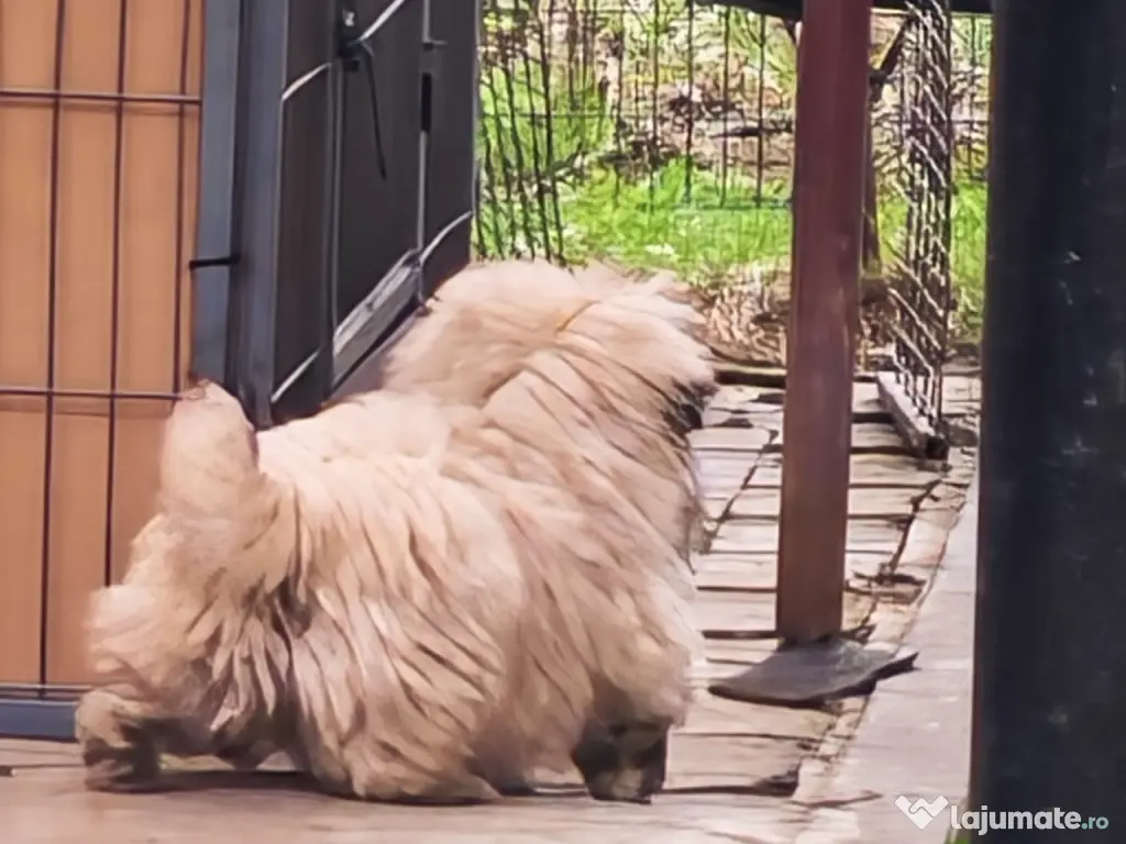 Pechinez Imperial - oriunde in romania