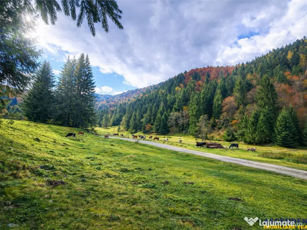 Teren intravilan panoramic 4.600mp,view iconic Piatra Craiul 