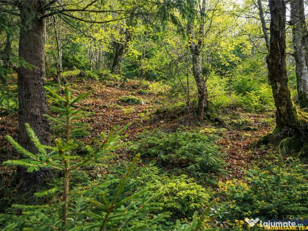 Teren intravilan panoramic 4.600mp,view iconic Piatra Craiul 