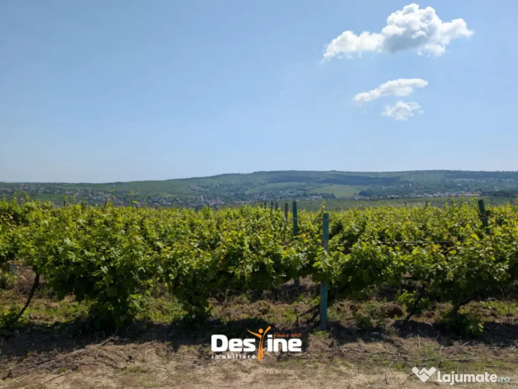 Bârnova - Teren Intravilan 974 Mp, utilitati, drum betonat 