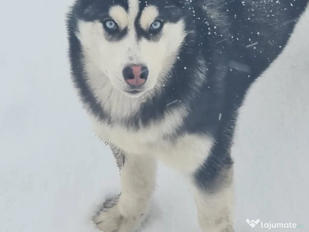 Cățelușă Husky Siberian 