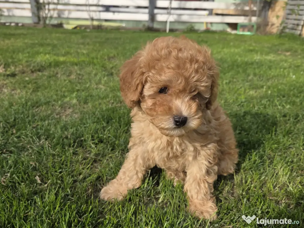 Băiețel Pudel Pitic (Caniche) - 8 săptămâni - Învățat la pled 