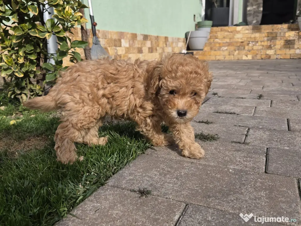 Băiețel Pudel Pitic (Caniche) - 8 săptămâni - Învățat la pled 