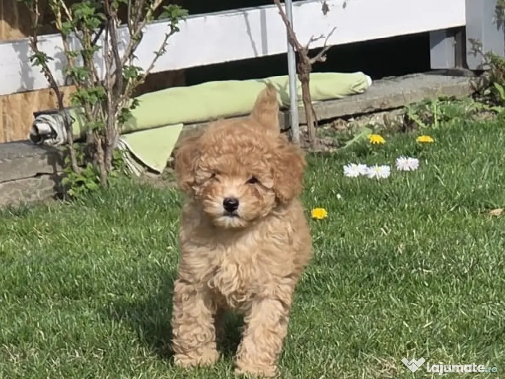 Băiețel Pudel Pitic (Caniche) - 8 săptămâni - Învățat la pled 