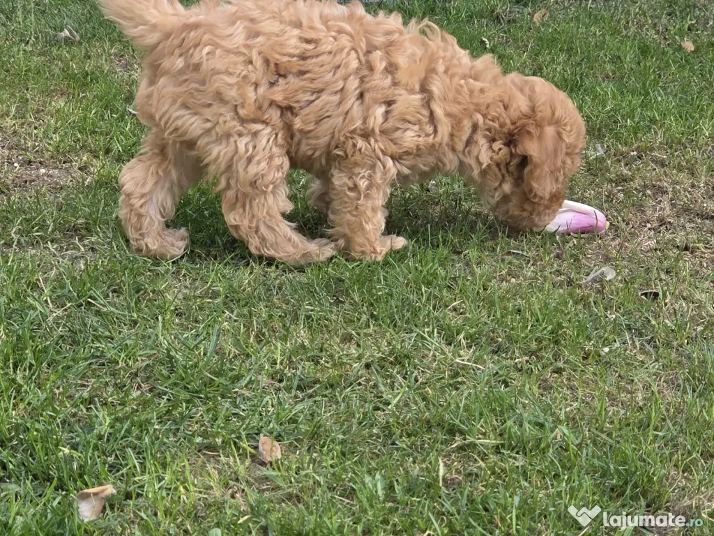 Băiețel Pudel Pitic (Caniche) - 8 săptămâni - Învățat la pled 