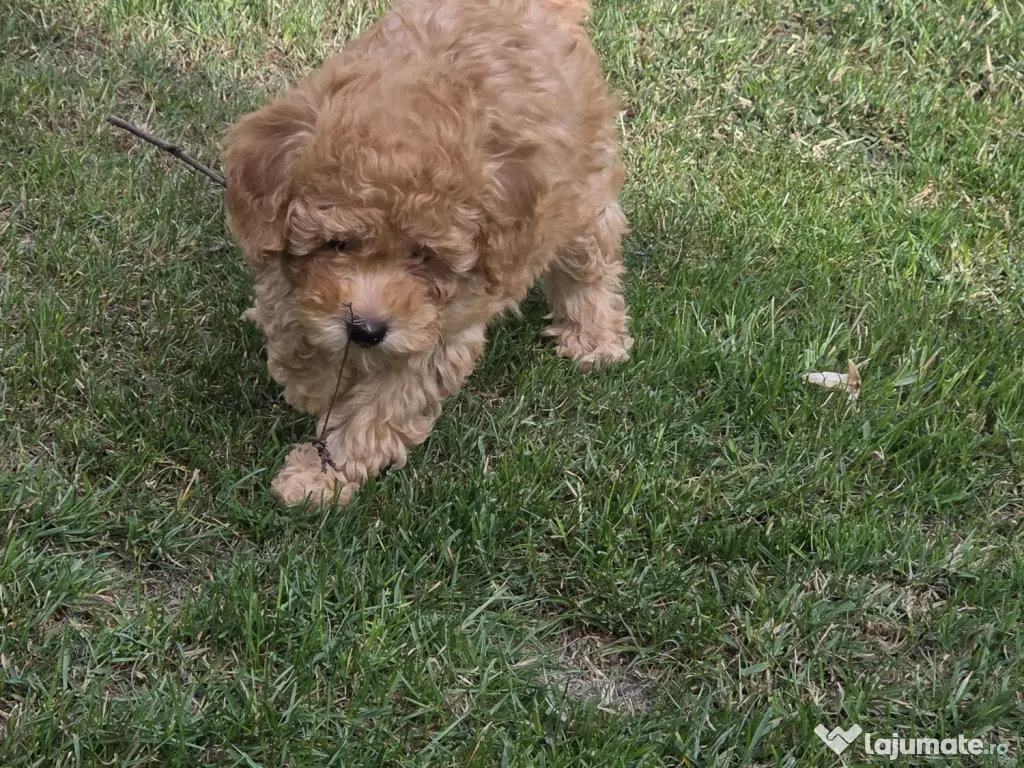 Băiețel Pudel Pitic (Caniche) - 8 săptămâni - Învățat la pled 