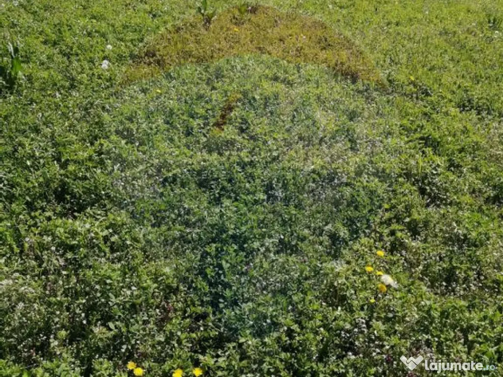 De vânzare teren intravilan, 6574 mp în Leș 