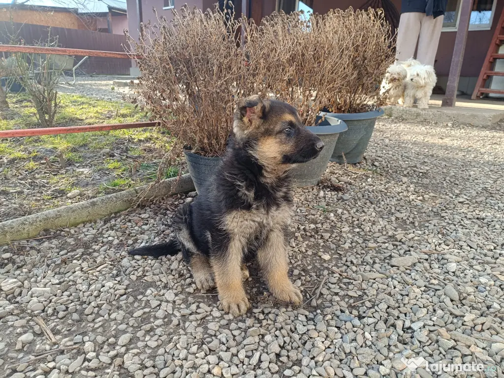 Pui ciobănesc german 