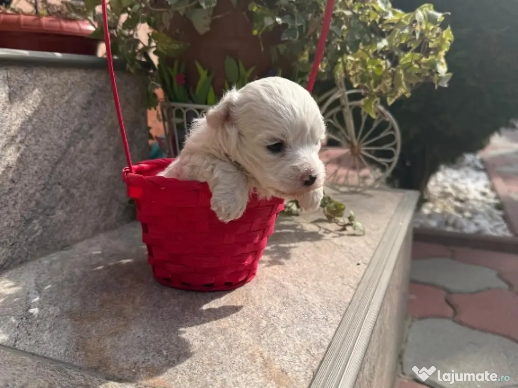 bichon frise talie mică 