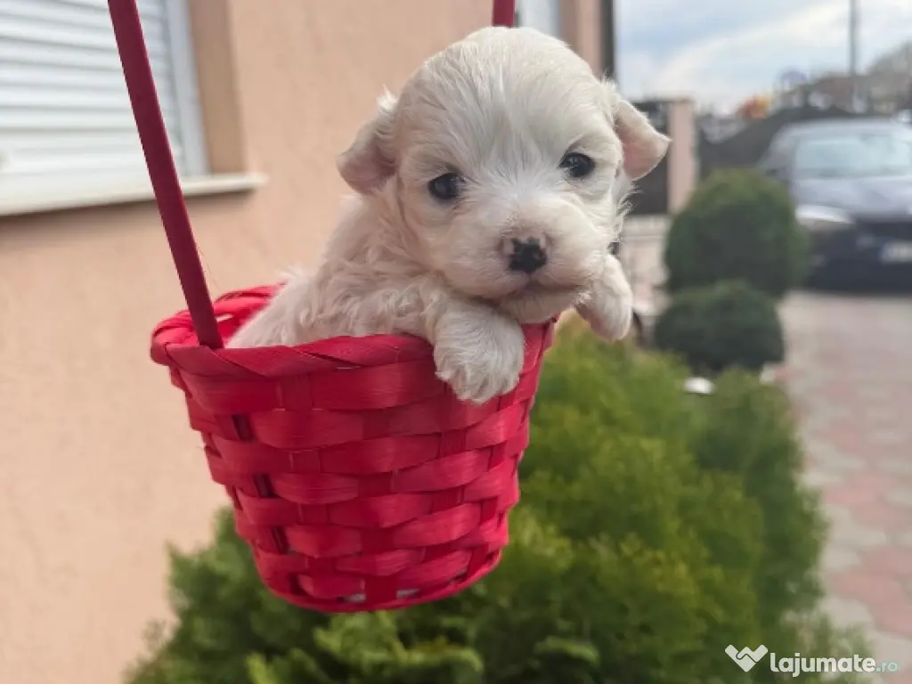 bichon frise talie mică 