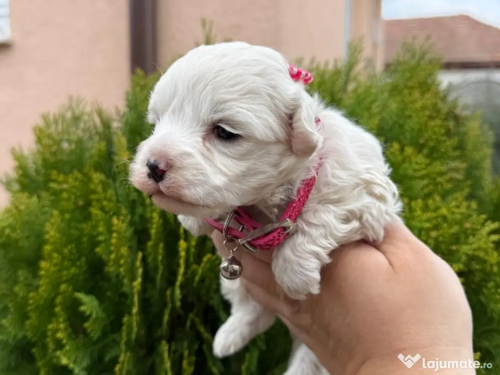 bichon frise talie mică 